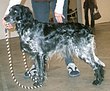 Blue Picardy Spaniel.jpg