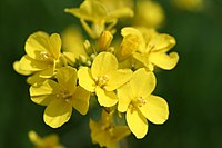 Brassica rapa (xndr).jpg