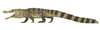 Deinosuchus riograndensis.png