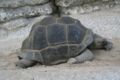 Tortue-Seychelles.jpg