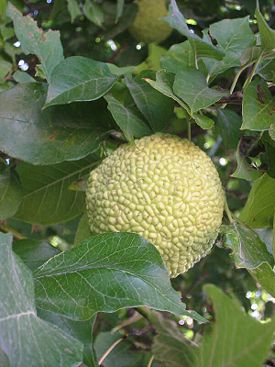 Maclura pomifera2.jpg