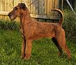 Irish-terrier.jpg