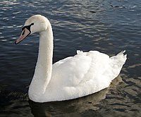 Mute swan.jpg