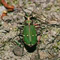 Скакун полевой (Cicindela campestris)