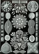 Haeckel Diatomea