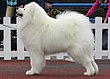 Samoyed in Tallinn.JPG