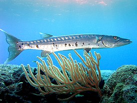 Большая барракуда (Sphyraena barracuda)