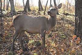 Cervus canadensis xanthopygus.jpg