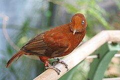 Female Andean Cock-of-the-Rock.jpg