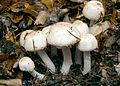 Agaricus silvaticus.jpg