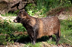 Raccoon Dog01.jpg