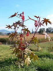 Ricinus communis001.JPG