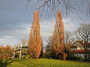 20150223Quercus robur Fastigiata.jpg