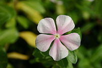 Catharanthus roseus Tr.jpg