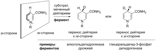 NAD-mediated oxidations stereochemistry.png