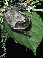 Vespertilio murinus male.jpg