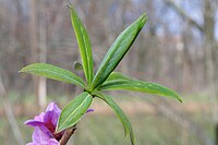 Daphne mezereum ENBLA04.jpg