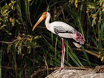 Painted Stork2.jpg