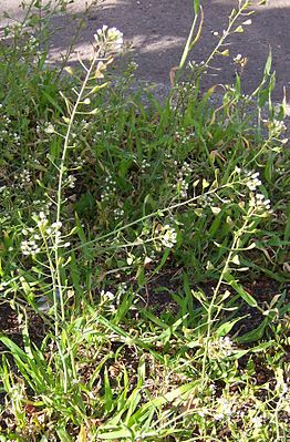 Capsella bursa-pastoris.JPG