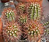 Copiapoa taltalensis 1.jpg