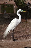 Greategret.jpg