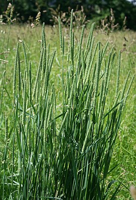 Phleum pratense 2.jpg