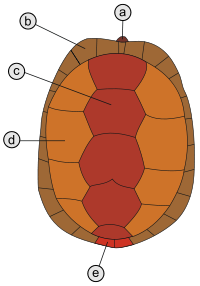 Carapax, LangNeutral.svg