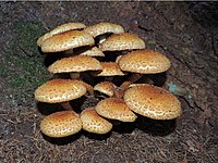 Pholiota squarrosa (30358541224).jpg