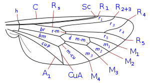 Tabanidae wing veins.svg