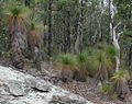 Xanthorrhoea Group.jpg