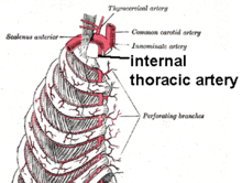 Internal mammary branch.png