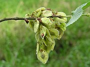 Ulmus laevis1.JPG