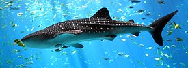 Whale-shark-enhanced.jpg