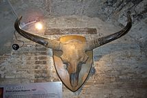 Bison skull.jpg