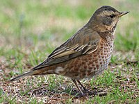 Turdus naumanni naumanni.jpg