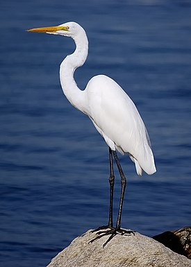 Garza-blanca.jpg