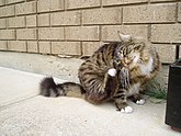 Munchkin cat grooming.jpg