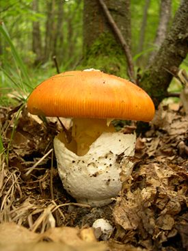 Amanita caesarea.JPG