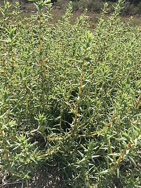 Salsola soda 95824100.jpg