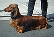 Std Dachshund 600.jpg