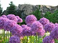 Temple flowers wide.jpg