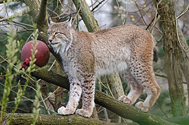 Lynx (17055457485).jpg