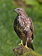 Buteo buteo -Scotland-8.jpg