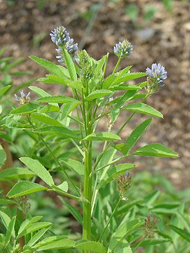 Trigonella caerulea.jpg