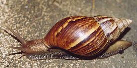 Achatina fulica Thailand.jpg