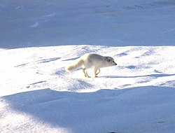 Arctic Fox 1997-08-05.jpg