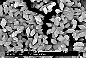 Споры и бипирамидальные кристаллы Bacillus thuringiensis morrisoni штамма T08025