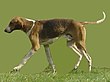 English Foxhound.jpg