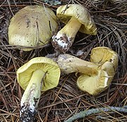 Tricholoma auratum (cropped).jpg