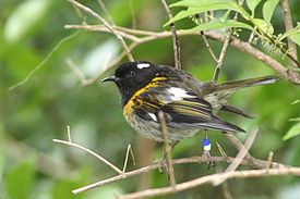 Male stitchbird.JPG